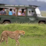 Top 10 Unforgettable Experiences in Kenya: From Wild Encounters to Cultural Gems