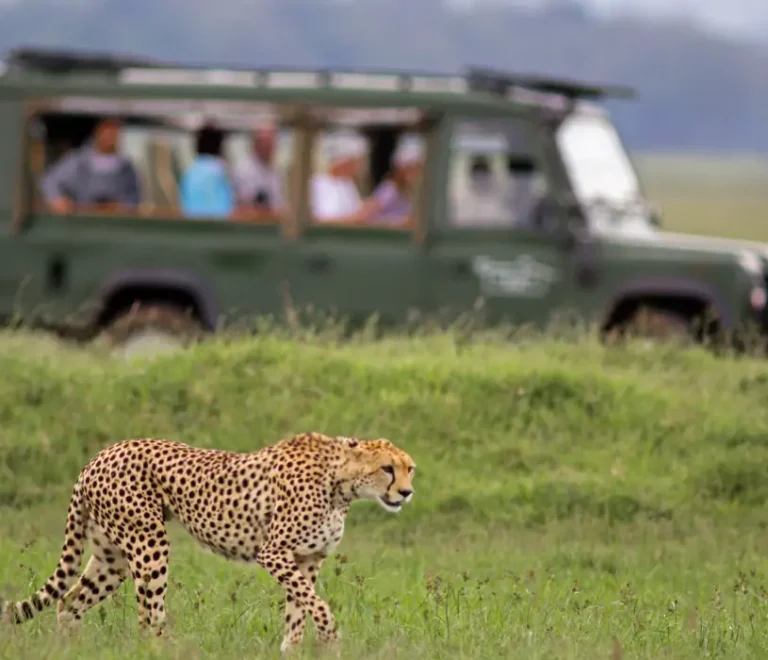 Top 10 Unforgettable Experiences in Kenya: From Wild Encounters to Cultural Gems