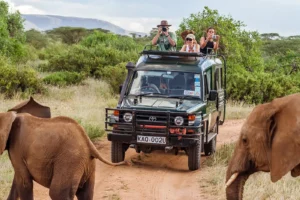 The Best Time to Embark on Your Kenyan Safari Adventure