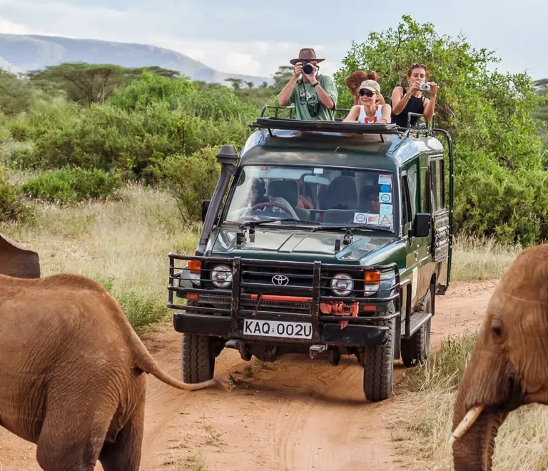 The Best Time to Embark on Your Kenyan Safari Adventure